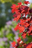Red Maple by Lilacs