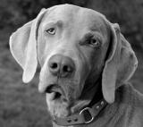 DSC_0636-BW.jpg