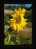 Common Sunflower