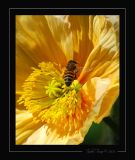 Pollinating the Poppy