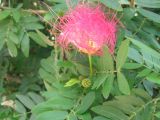 Interesting flower