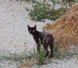 Israeli Cats