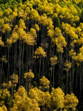 Aspen Grove