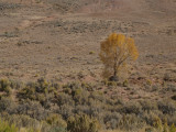 Fall Colors in Southwest Wyoming!