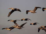 Pelican's Flight
