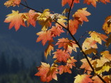 Sunlit Vine Maple