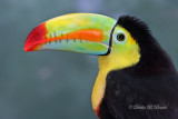 Keel-billed Toucan 08