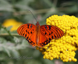 Gulf Fritillary 33
