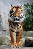 Sumatran Tiger