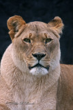 African Lioness 02