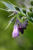 Comfrey