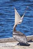 Brown Pelican