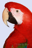 Macaw