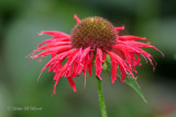 Monarda