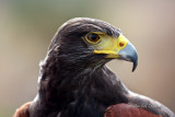 Harris Hawk  25