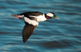 Mr Bufflehead