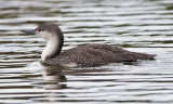 red-necked-loon.jpg