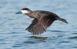 Mr ruddy duck