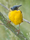 common yellowthroat baldy