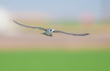 black tern