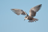 black tern