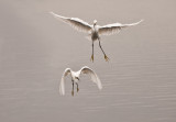 snowy egrets