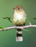 Pacific slope flycatcher (I think)