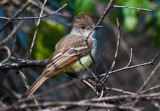Ash- throated flycatcher