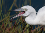 little blue heron juvenile