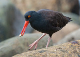 black oystercatcher