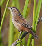 marsh wren