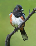 spotted towhee