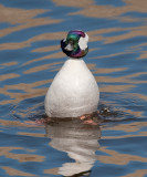 bufflehead