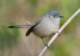 california gnatcatcher