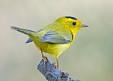 wilsons warbler