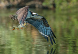 Osprey and the carp