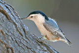 white breasted nuthatch