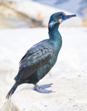 Brandts cormorant in breeding plumage