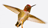 annas hummer