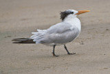 royal-tern.jpg