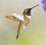 black chinned