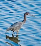 Little blue heron