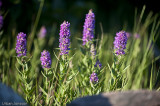 Fackelblomster.