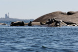 Sälar med Utö i bakgrunden