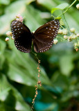 Malaysia Butterfly Park