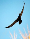 Double Crested Cormorant 02.jpg