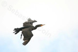 Double Crested Cormorant 03.jpg