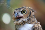 Great horned Owl 01.jpg