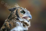 Great horned Owl 03.jpg