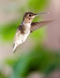 Hummingbird in flight 02.jpg